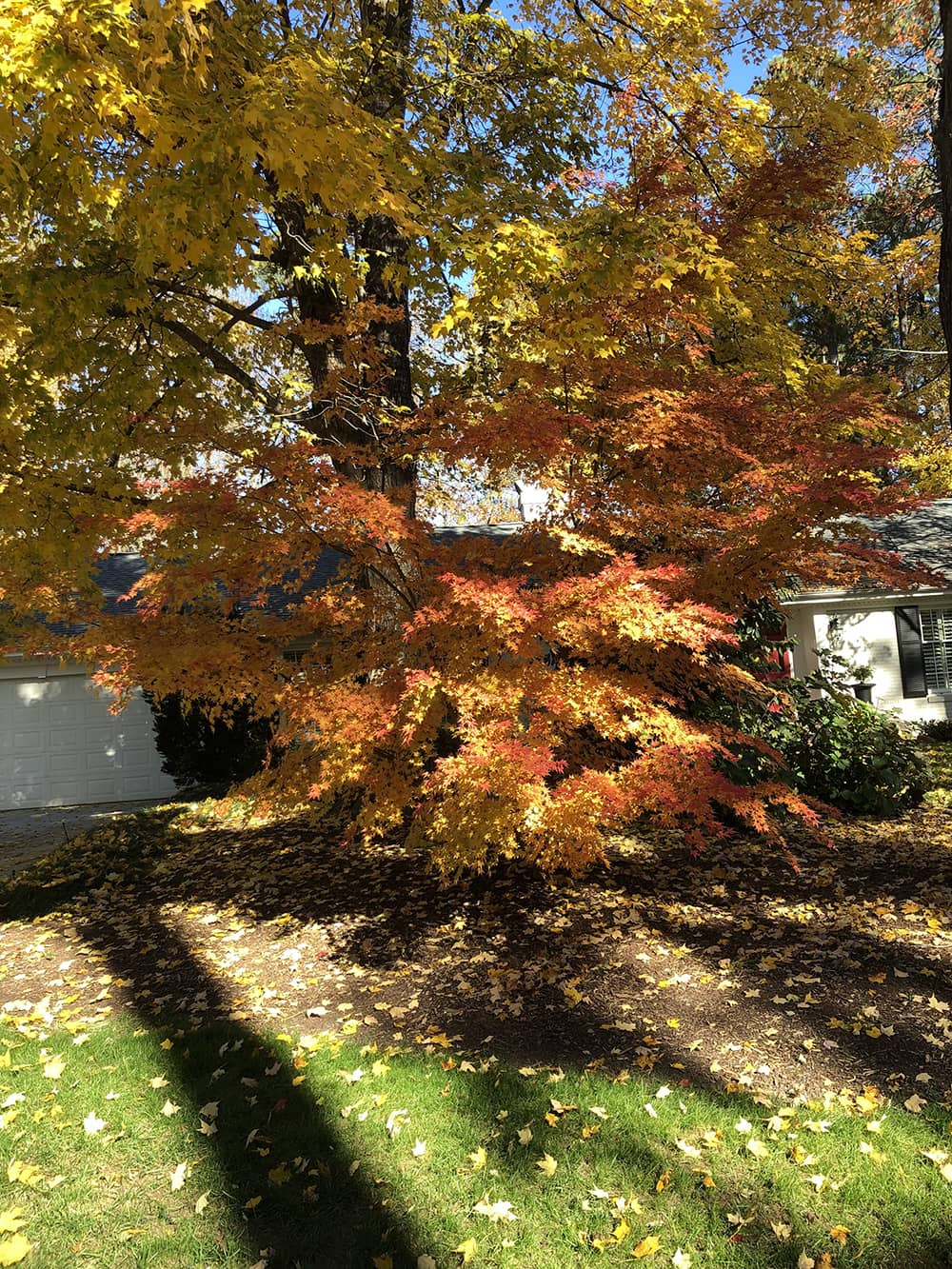 tree with multi colored leaves with leaves on lawn