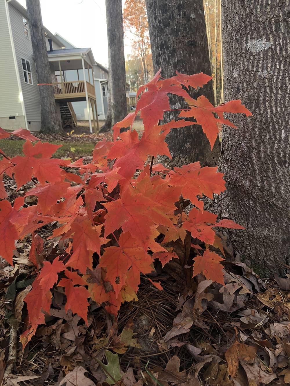 red leaves in front of tree in residential area