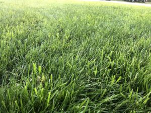 Weed free fescue lawn
