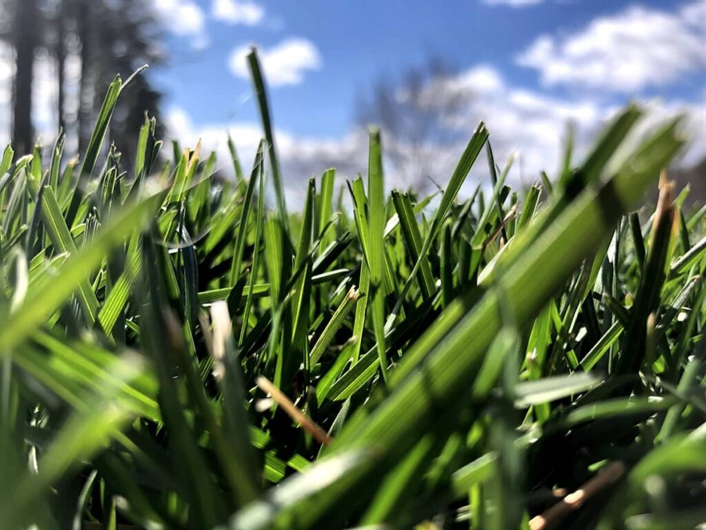 lawn treatment services in my area