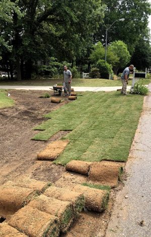 professionals laying sod